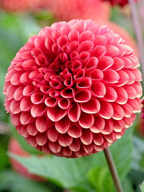 Fleur boule du dahlia ‘Copper Boy’