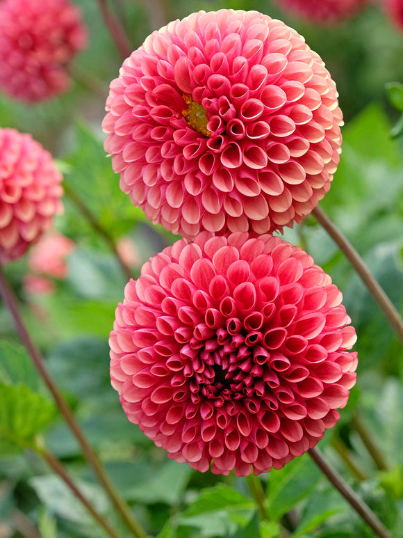 Dahlia cuivré dans un massif d’été