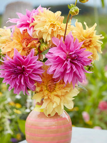 Collection de Dahlias Coral Crush