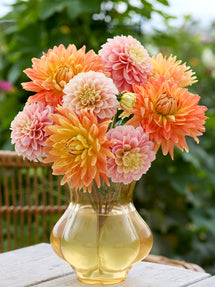 Collection de Dahlias Coral Whisper