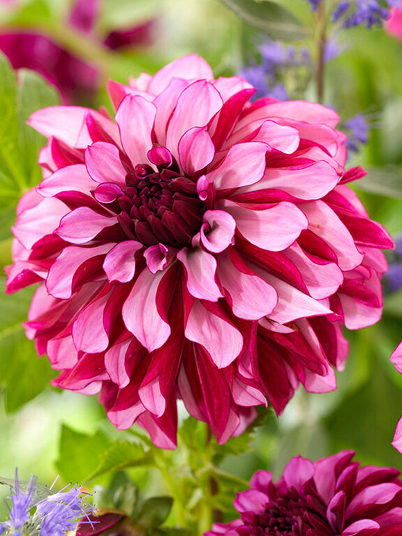 Achat bulbes dahlias Cranberry Classic pour votre jardin