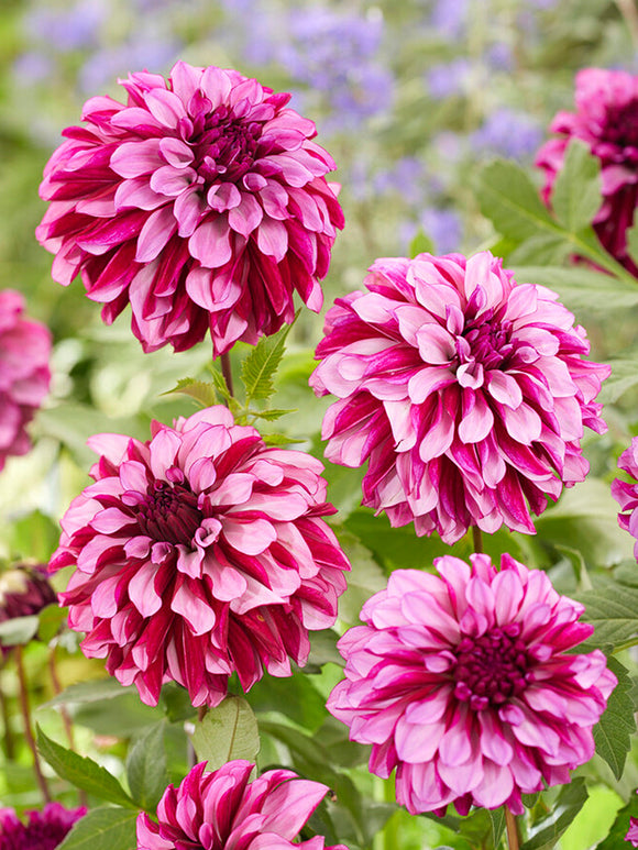 Commandez vos Dahlia Cranberry Classic pour les recevoir au printemps !