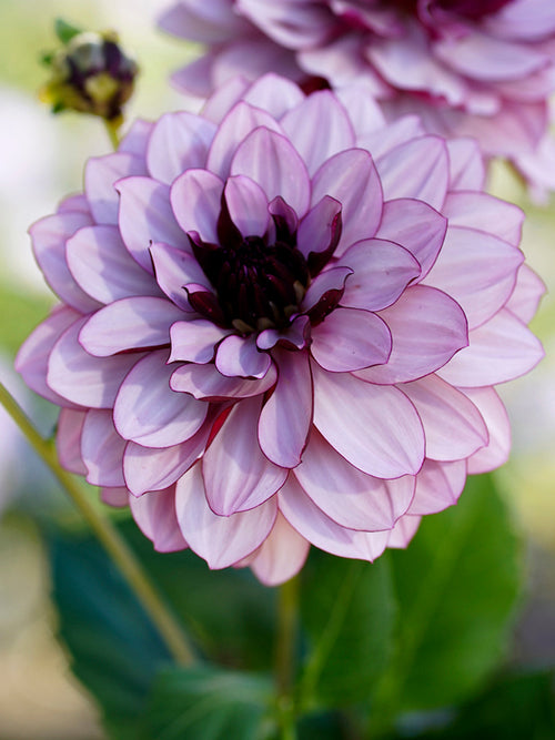 Dahlia décoratif Creme de Cassis