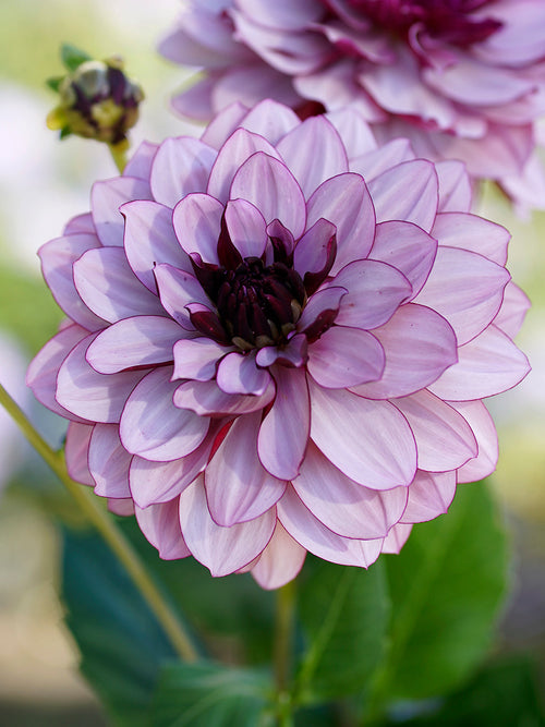 Commandez vos Dahlia Creme de Cassis pour les recevoir au printemps !