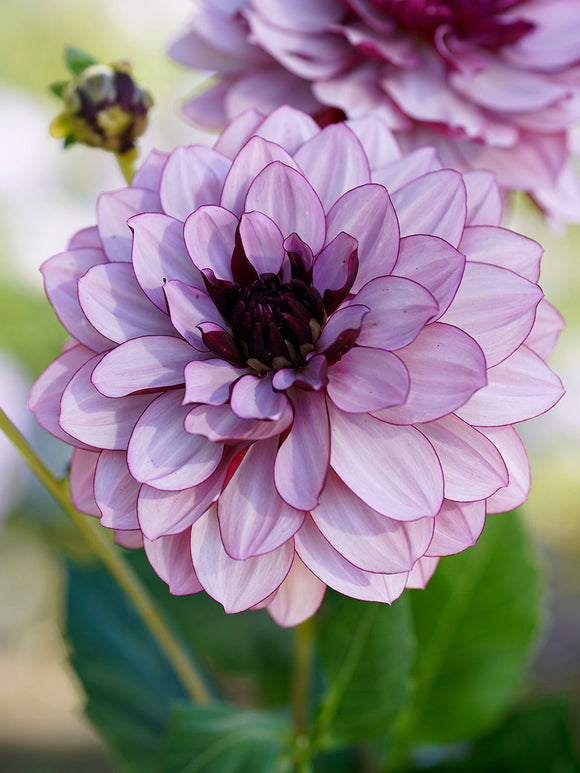 Commandez vos Dahlia Creme de Cassis pour les recevoir au printemps !
