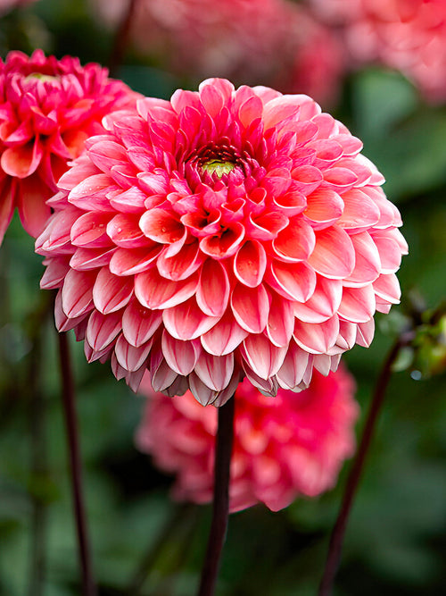 Fleur boule du dahlia ‘Daisy Duke’
