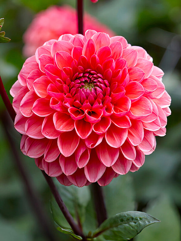 Massif estival de dahlias ‘Daisy Duke’
