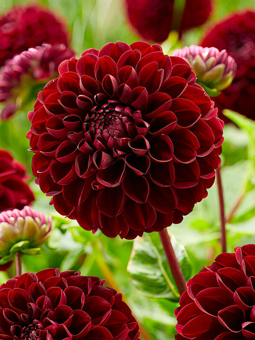 Dahlia ‘Dark Spirit’ rouge foncé