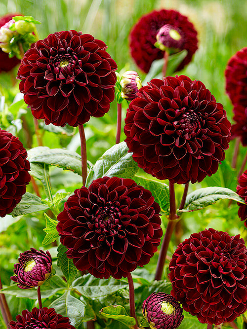 Fleur pompon du dahlia ‘Dark Spirit’