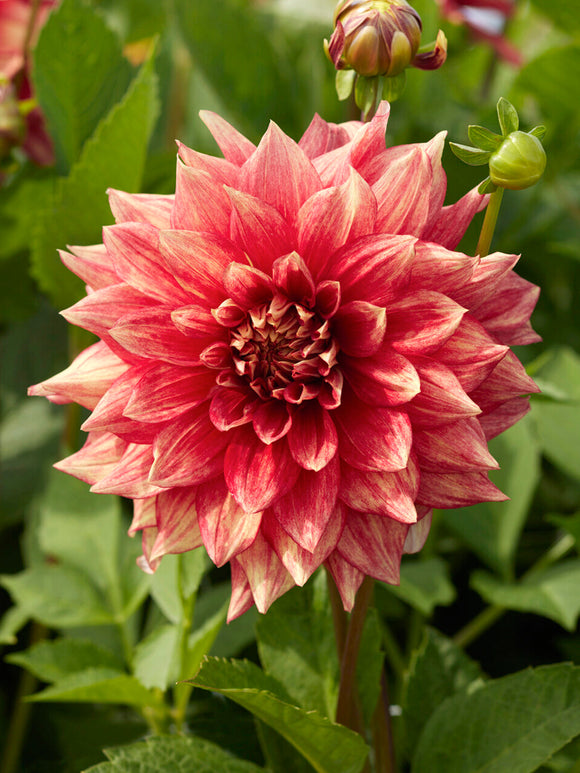 Acheter des tubercules de Dahlia Dazzling Magic pour le jardin d'été