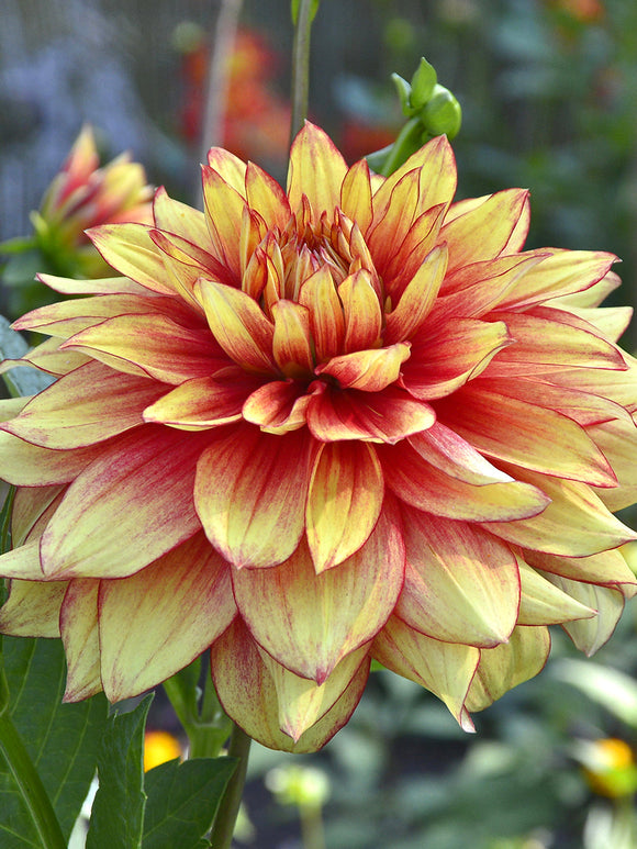 Tubercules de Dahlia Dazzling Magic décoratif, livraison au printemps