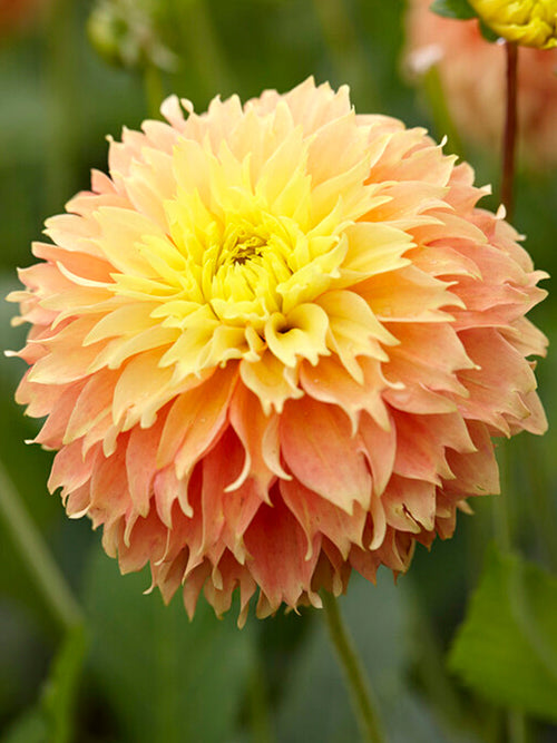 Acheter bulbes Dahlias Deep Impact