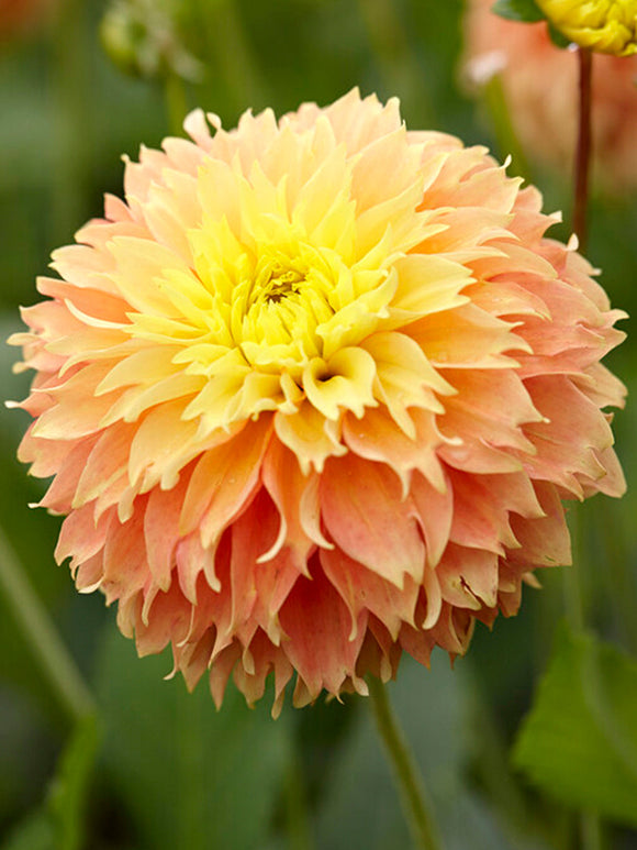 Acheter bulbes Dahlias Deep Impact
