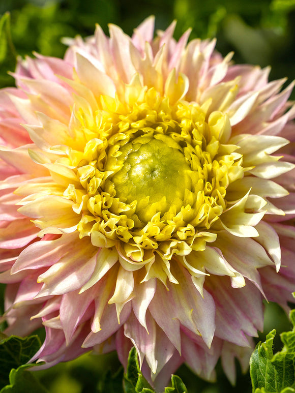 Commandez vos Dahlia Deep Impact pour les recevoir au printemps !