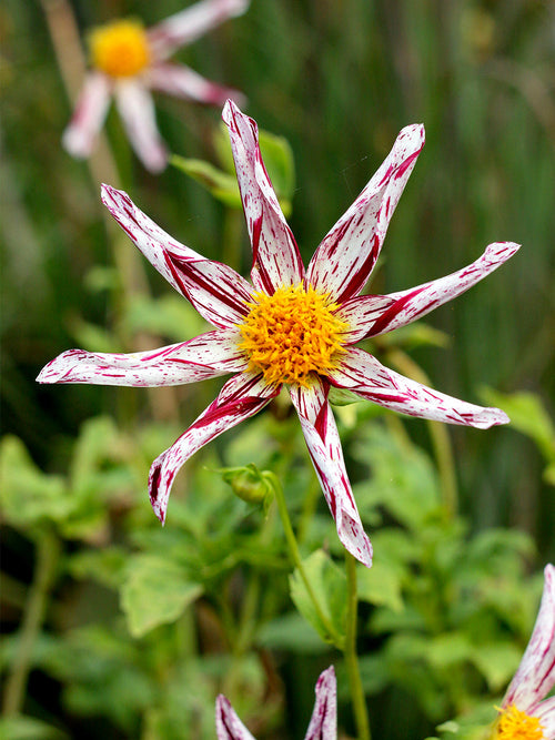 Tubercules de Dahlia Destiny's Teacher, livraison au printemps pour une plantation printanière