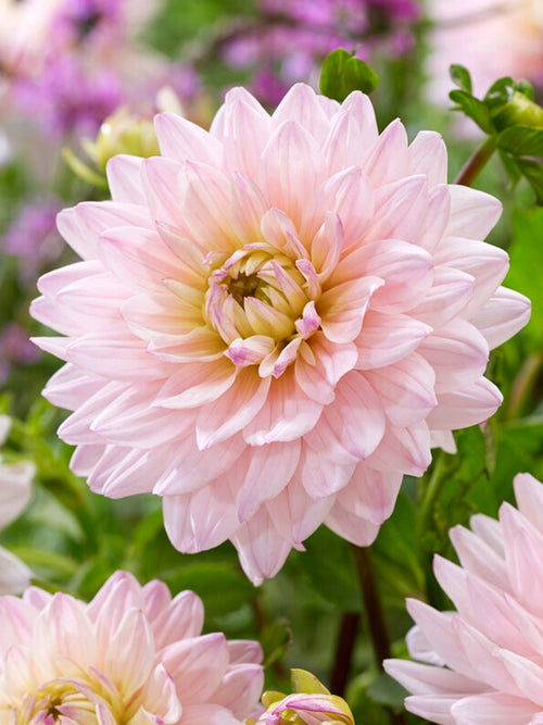 Achat bulbes dahlias Diana's Memory