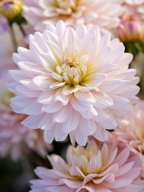 Dahlia Diana's Memory de Hollande