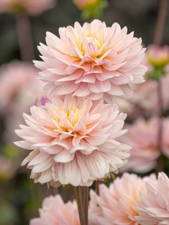 Dahlia Diana's Memory | DutchGrown™