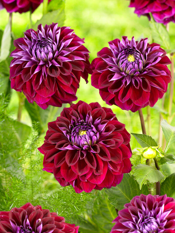 Tubercules de Dahlia Diva, livraison au printemps pour une plantation printanière