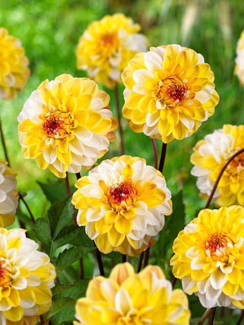Acheter des tubercules de Dahlia Double Jill pour le jardin d'été