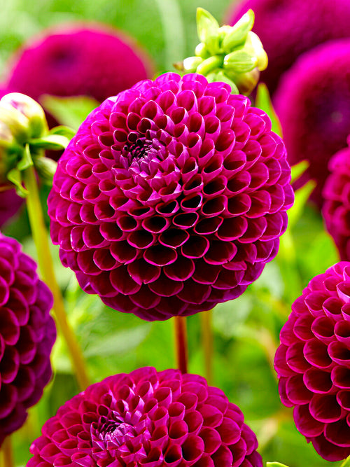 Dahlia ‘Downham Royal’ violet profond