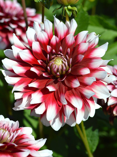 Achat bulbes dahlias Duet pour votre jardin