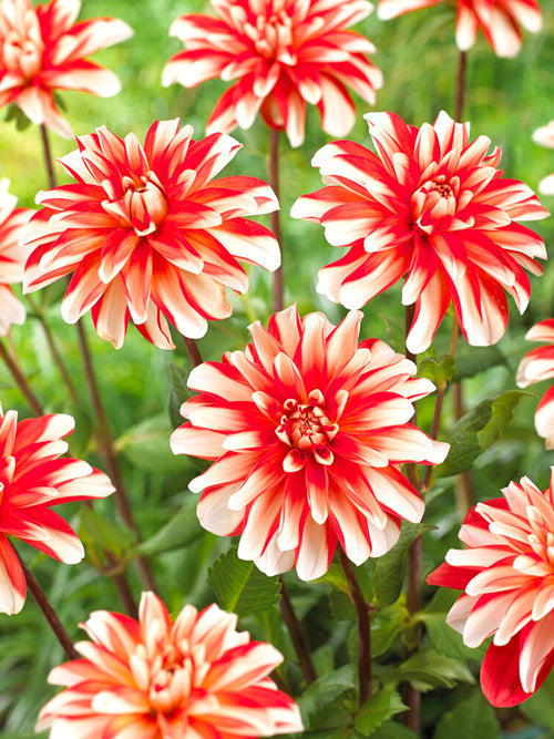 Dahlia Dynamite de Hollande