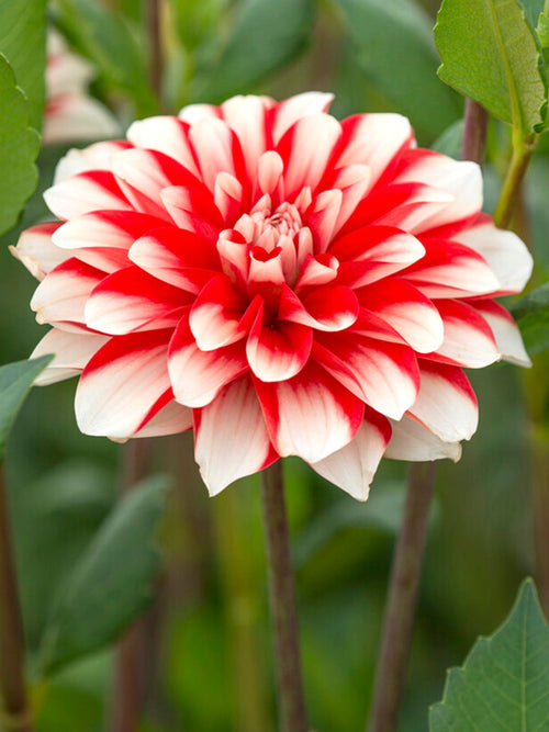Achat bulbes dahlias Dynamite pour votre jardin