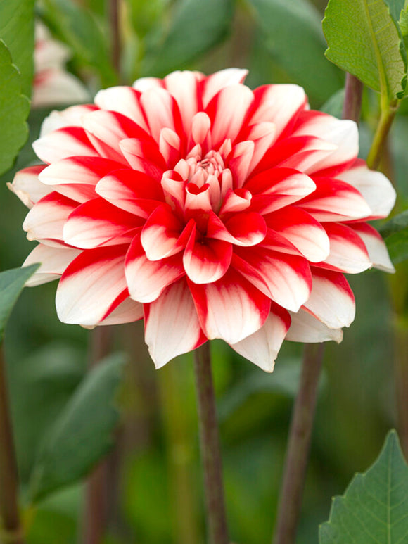 Achat bulbes dahlias Dynamite pour votre jardin