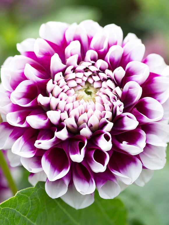 Achat Dahlia Edinburgh en ligne!