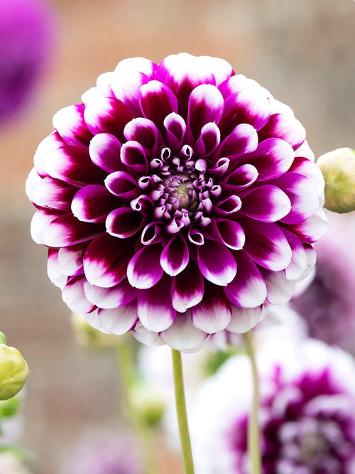 Commandez vos Dahlia Edinburgh pour les recevoir au printemps !