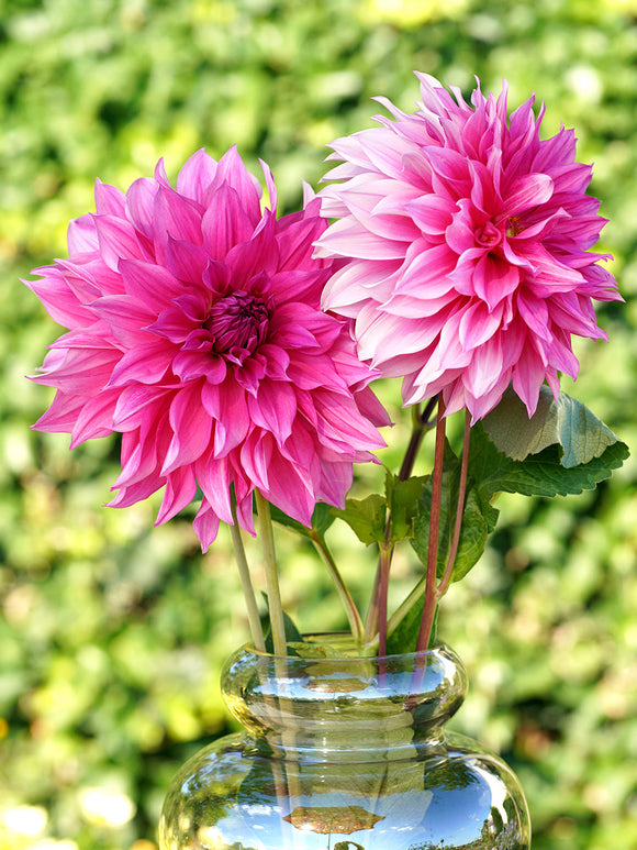 Achat bulbes dahlias Emory Paul pour votre jardin
