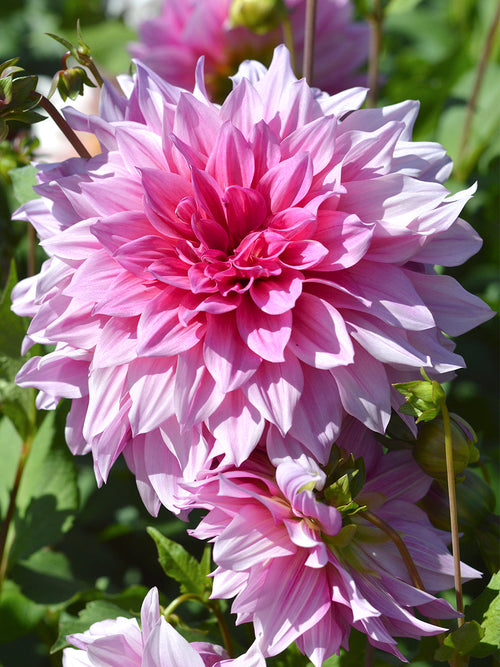 Achat Dahlia Emory Paul en ligne!