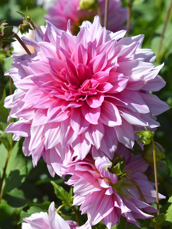 Achat Dahlia Emory Paul en ligne!