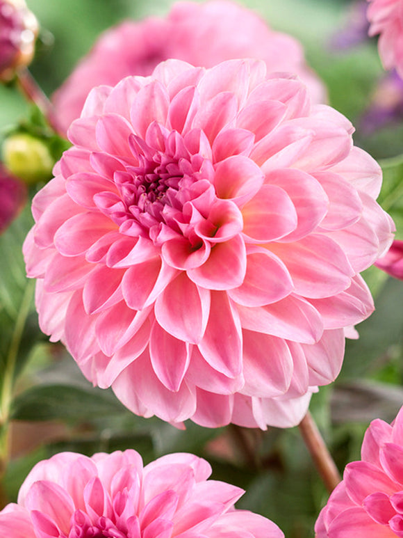 Achat bulbes dahlias Esli