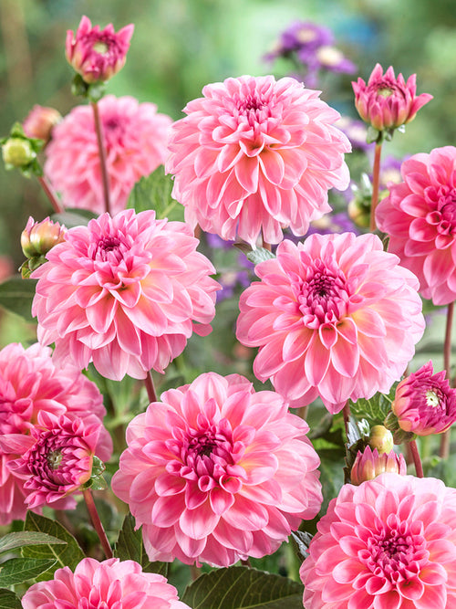 Dahlia Esli de Hollande