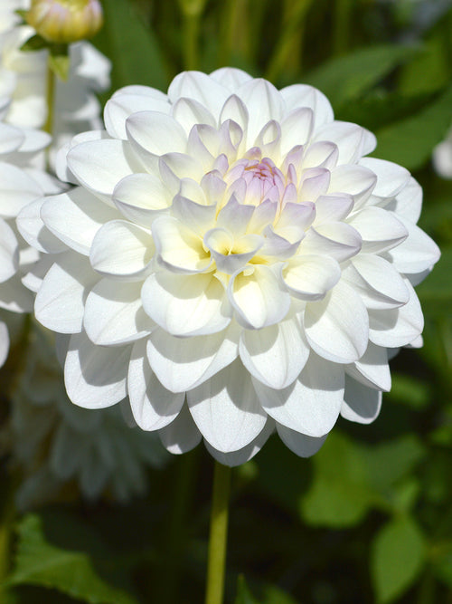 Acheter bulbes Dahlias Eveline