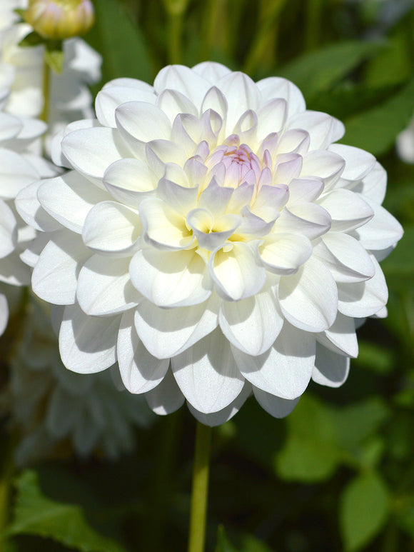 Acheter bulbes Dahlias Eveline