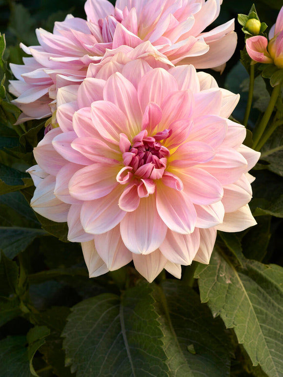 Acheter des tubercules de Dahlia Fairway Pilot pour le jardin d'été