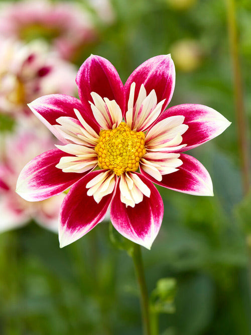 Dahlia Fashion Monger dahlia à collerette avec pétales extérieurs rouge framboise bords crème et centre jaune doré dans un massif de jardin