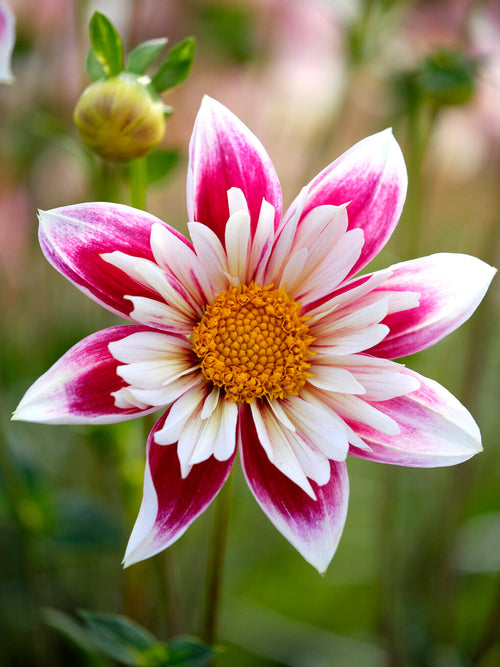 Gros plan sur la fleur du Dahlia Fashion Monger montrant la structure à deux couches avec collerette blanche intérieure et cœur jaune chaud