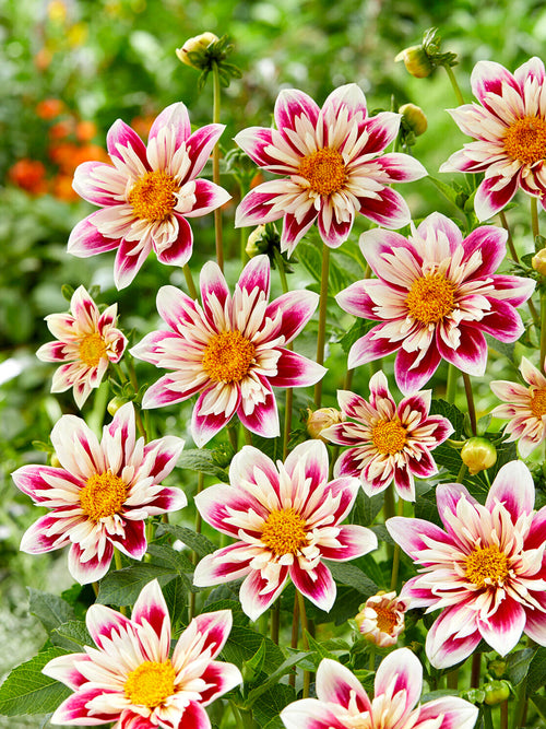 Dahlia à collerette Fashion Monger en pleine floraison avec pétales rouge foncé et crème attractif pour les abeilles et les pollinisateurs