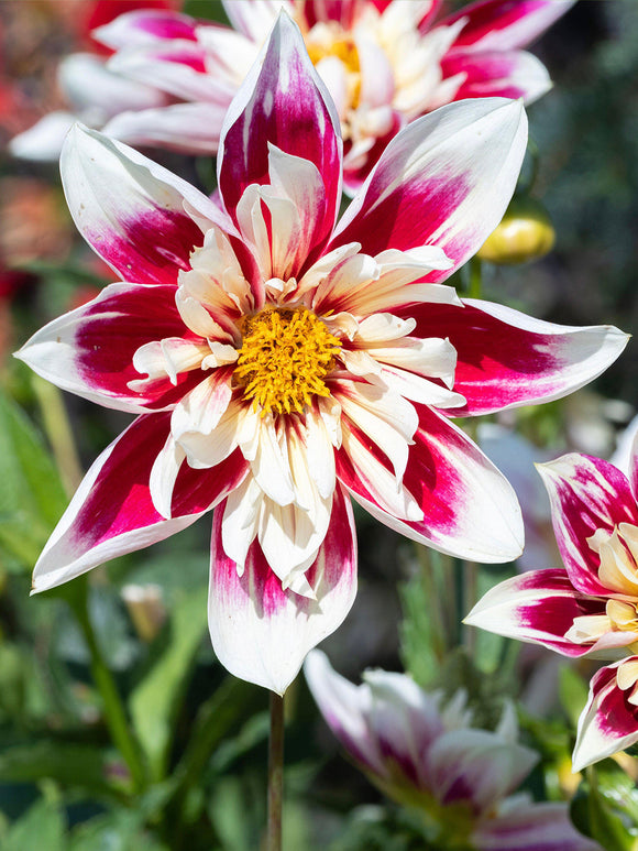 Dahlia Fashion Monger cultivé à partir de tubercules avec fleurs bicolores caractéristiques fleurissant de juillet aux premières gelées