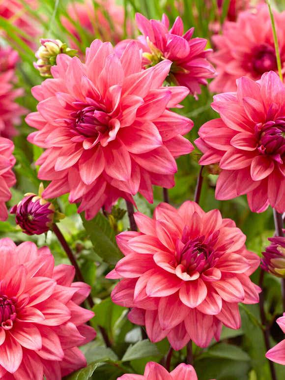 Acheter Dahlia Feline Yvonne