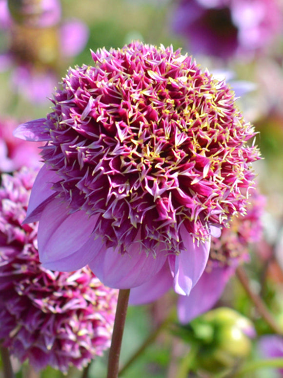 Achat bulbes dahlias Fenna Baaij pour votre jardin