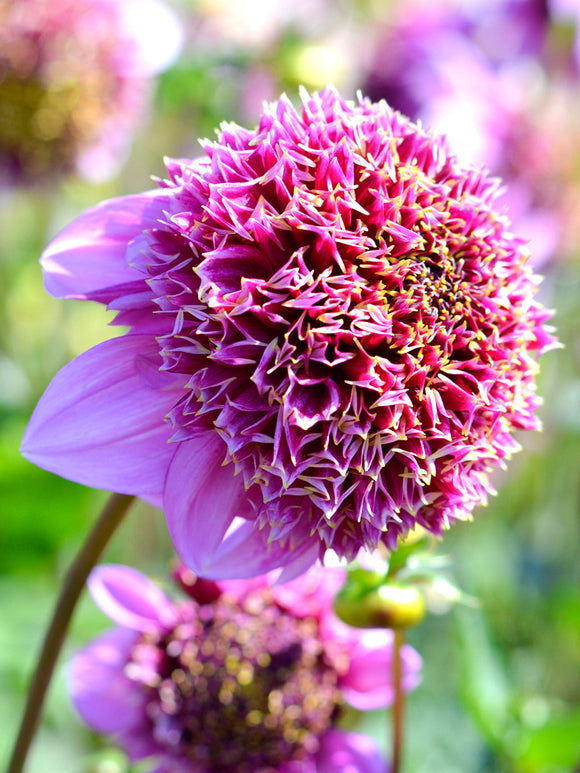 Achat Dahlia Fenna Baaij