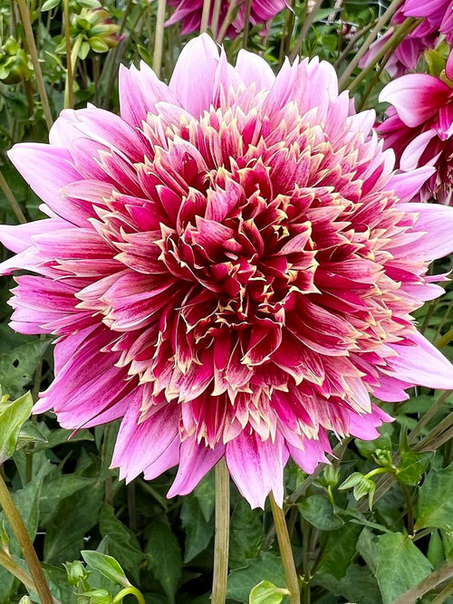 Achat Dahlia Fenna Baaij