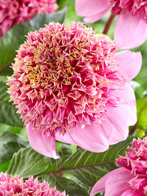 Achat bulbes dahlias Fenna Baaij pour votre jardin