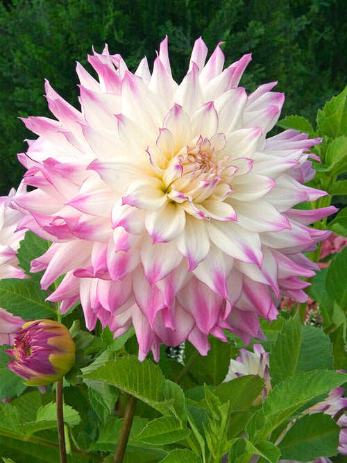 Achat bulbes dahlias Ferncliff Illusion pour votre jardin
