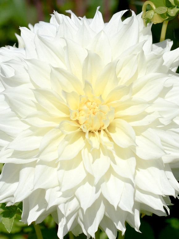 Dahlia Fleurel de Hollande